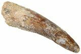 Fossil Spinosaurus Tooth - Real Dinosaur Tooth #329534-1